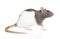 Decorative rat on white background