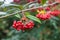 Decorative red Cotoneaster berries