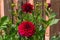 Decorative red dahlia Sam Hopkins in bloom