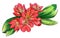 Decorative red tropical flower Clivia miniata in blossom. Botanical illustration.