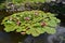 Decorative reservoir with the blossoming water-lilies (Nymphaea