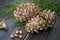 Decorative resinous fir-cones with cedar nuts, needles and pine