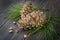 Decorative resinous fir-cones with conifer needle branches