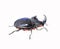 Decorative rhinoceros beetle, male with horn, rare insect