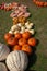 Decorative row display with pumpkins, gourds and squash of different varieties from the fresh harvest on garden grass ground