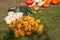 Decorative row display with pumpkins and squash