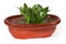 Decorative sansevieria growing in a flower pot on white background