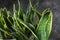Decorative sansevieria plants, closeup