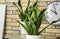 Decorative sansevieria plants near brick wall in room