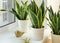 Decorative sansevieria plants on windowsill