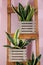 Decorative sansevieria plants on wooden ladder near color wall