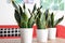 Decorative sansevieria plants on wooden table in room