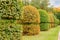 Decorative shaped deciduous trees with spherical tops in autumn park