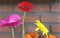 Decorative shelf on brick wall with colorful Gerbera dasies in glass vase close-up
