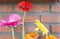 Decorative shelf on brick wall with colorful Gerbera dasies in glass vase close-up