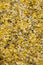 Decorative shell texture, yellow fractions