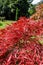 Decorative shrub with bright red leaves