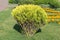 Decorative shrub cypress on the flower bed