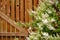 Decorative shrub, deutzia gracilis, against wooden fence.