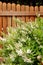 Decorative shrub, deutzia gracilis, against wooden fence.