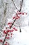 Decorative shrub under the snow