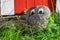 Decorative smiling stone with big eyes, home made garden decoration in wet green grass at wooden board. Red white old Swedish