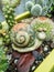 Decorative snail in a succulent vase