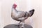 Decorative speckled chicken upright on the chair