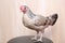 Decorative speckled chicken upright on the chair