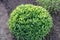 Decorative spherical flowerbed of green leaves