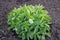 Decorative spherical flowerbed of green leaves