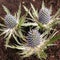 Decorative spiky herbal Eryngium flowers