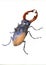 decorative stag beetle, lucanus male with red horns, rare european insect