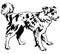 Decorative standing portrait of dog border collie, vector illustration