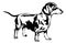 Decorative standing portrait of dog dachshund, vector illustration