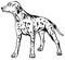 Decorative standing portrait of dog Dalmatian vector illustration
