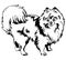 Decorative standing portrait of Dog Pomeranian Spitz vector il