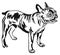 Decorative standing portrait of French Bulldog vector