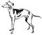 Decorative standing portrait of Italian Greyhound vector illustration