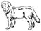 Decorative standing portrait of Maremma Sheepdog vector illustration