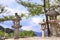 Decorative stone lantern and pine, sacred Miyajima island, Japan