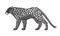 Decorative stylized jaguar wildcat. Vector animal illustration. Isolated on white background.