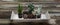 Decorative succulent plants in wooden tray on rustic table, banner