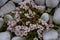 Decorative succulents with tiny pink flowers, pink, close-up of pastel flowering succulent planting of lots of tiny succulents in