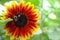 Decorative Sunflower