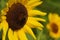 Decorative sunflower flowers in sunlight, a flower with a dark middle and yellow petals. bright harbinger of autumn on a blurred