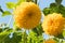 Decorative sunflower in the garden.