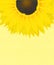 Decorative sunflower graphic