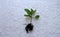 Decorative sunflower seedling. Young plant in a pot