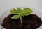 Decorative sunflower seedling. Young plant in a pot